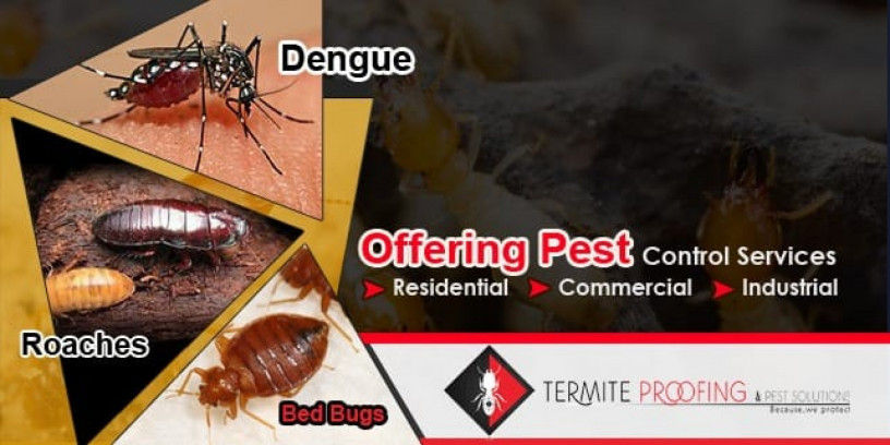 termite-proofing-and-pest-solutions-pest-control-big-0
