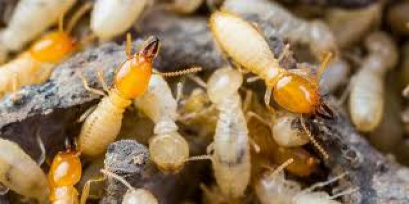 termite-deemak-control-specialist-lahore-pest-control-big-0